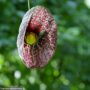 Dutchmans Pipe Vine – #1 Container